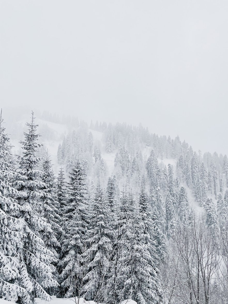 Snow Covered Trees